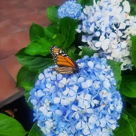 Mi Rinconcito Ferienhaus Los Llanos De Aridane